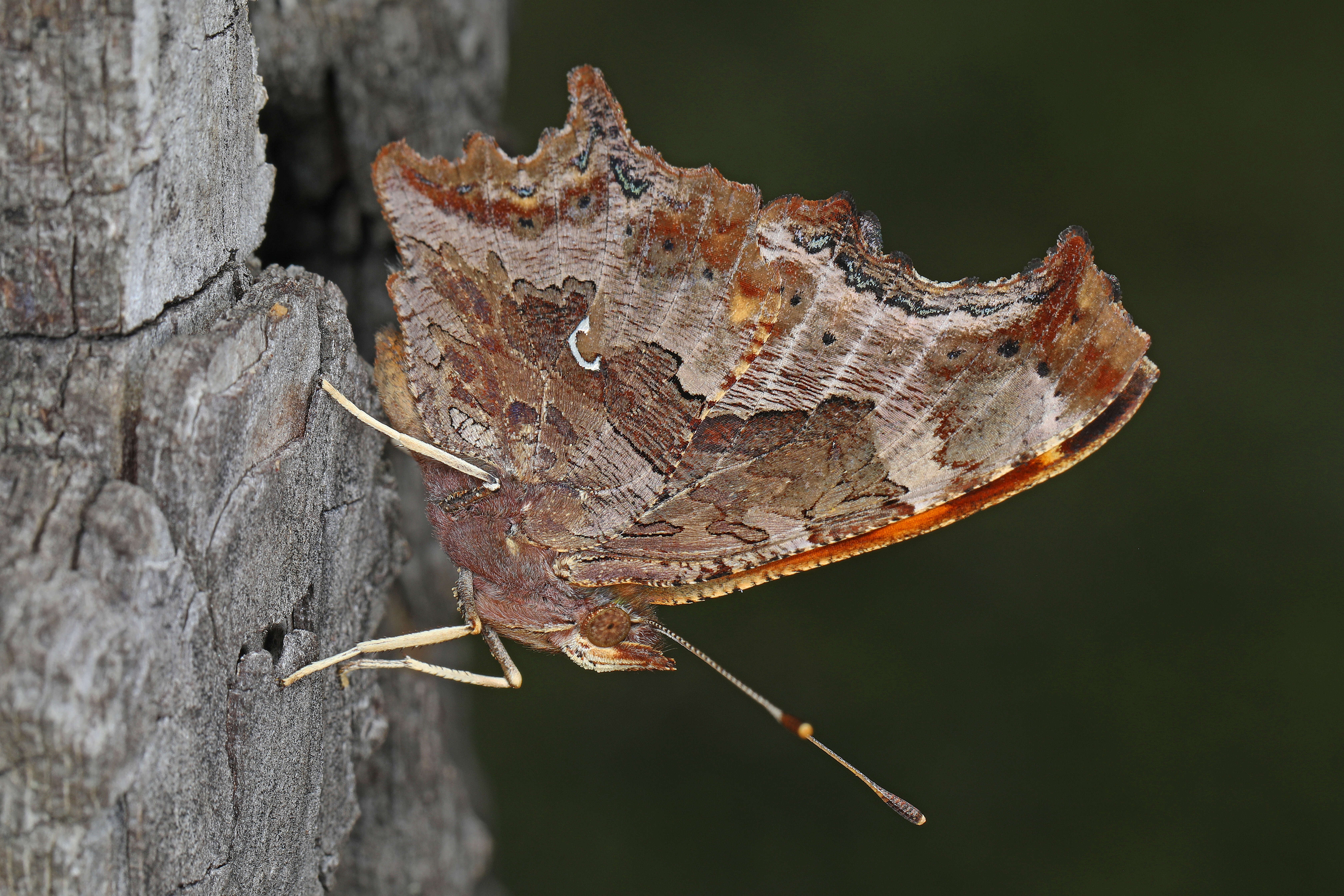 Image of Eastern Comma