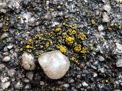 Image of Hidden goldspeck lichen