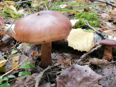 Imagem de Tricholoma fulvum (DC.) Bigeard & H. Guill. 1909