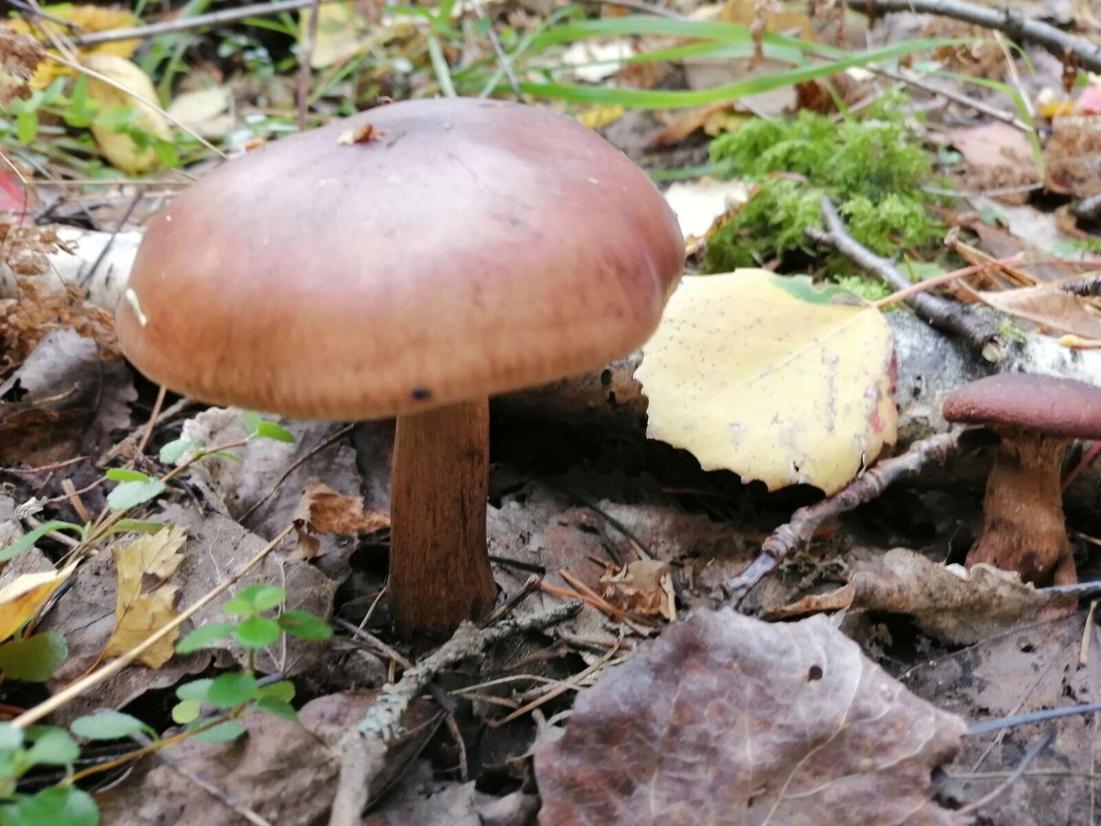 Image of Tricholoma fulvum (DC.) Bigeard & H. Guill. 1909