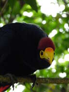 Image of Lady Ross's Turaco