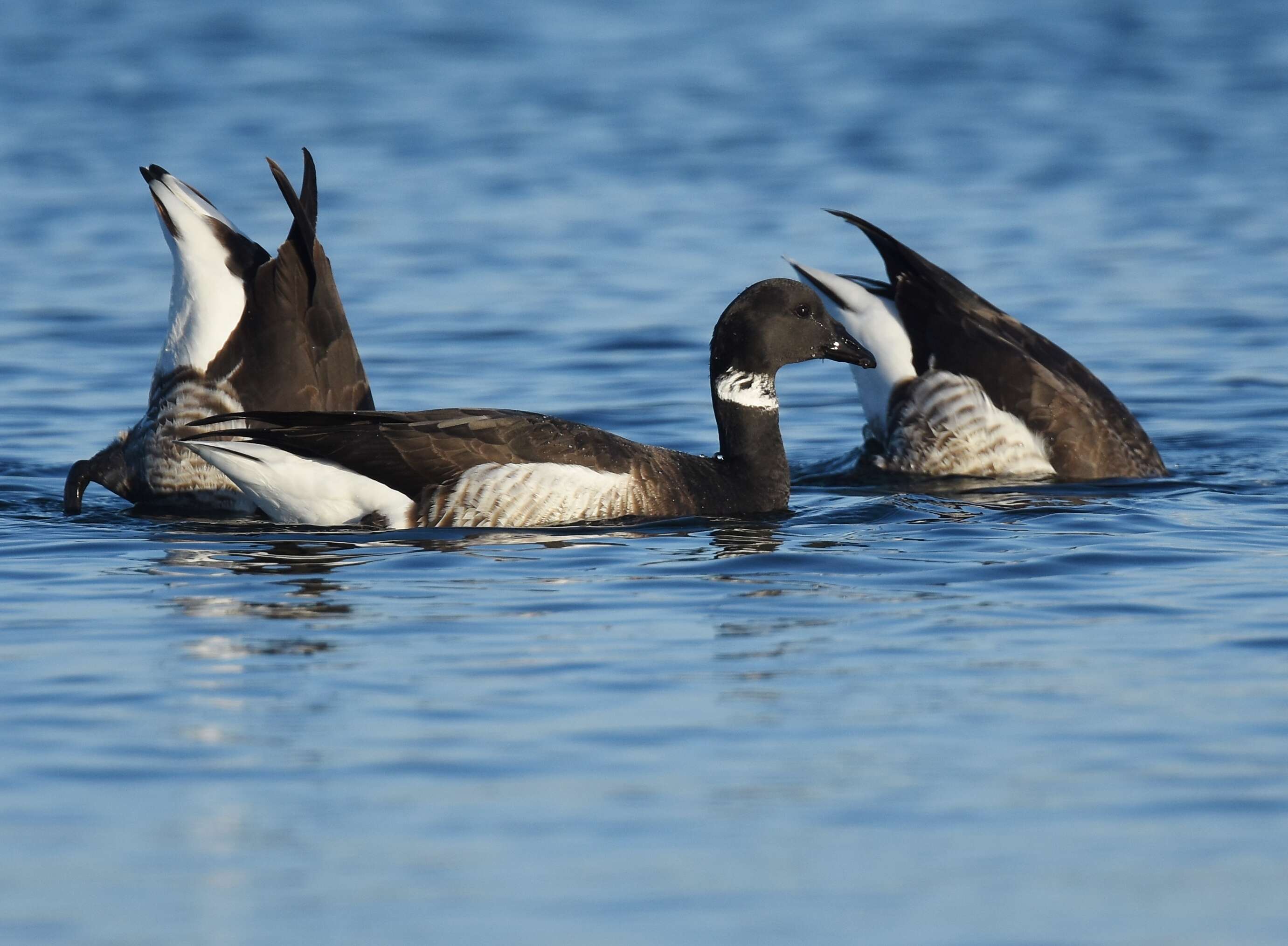Image of Grey-bellied Brent Goose