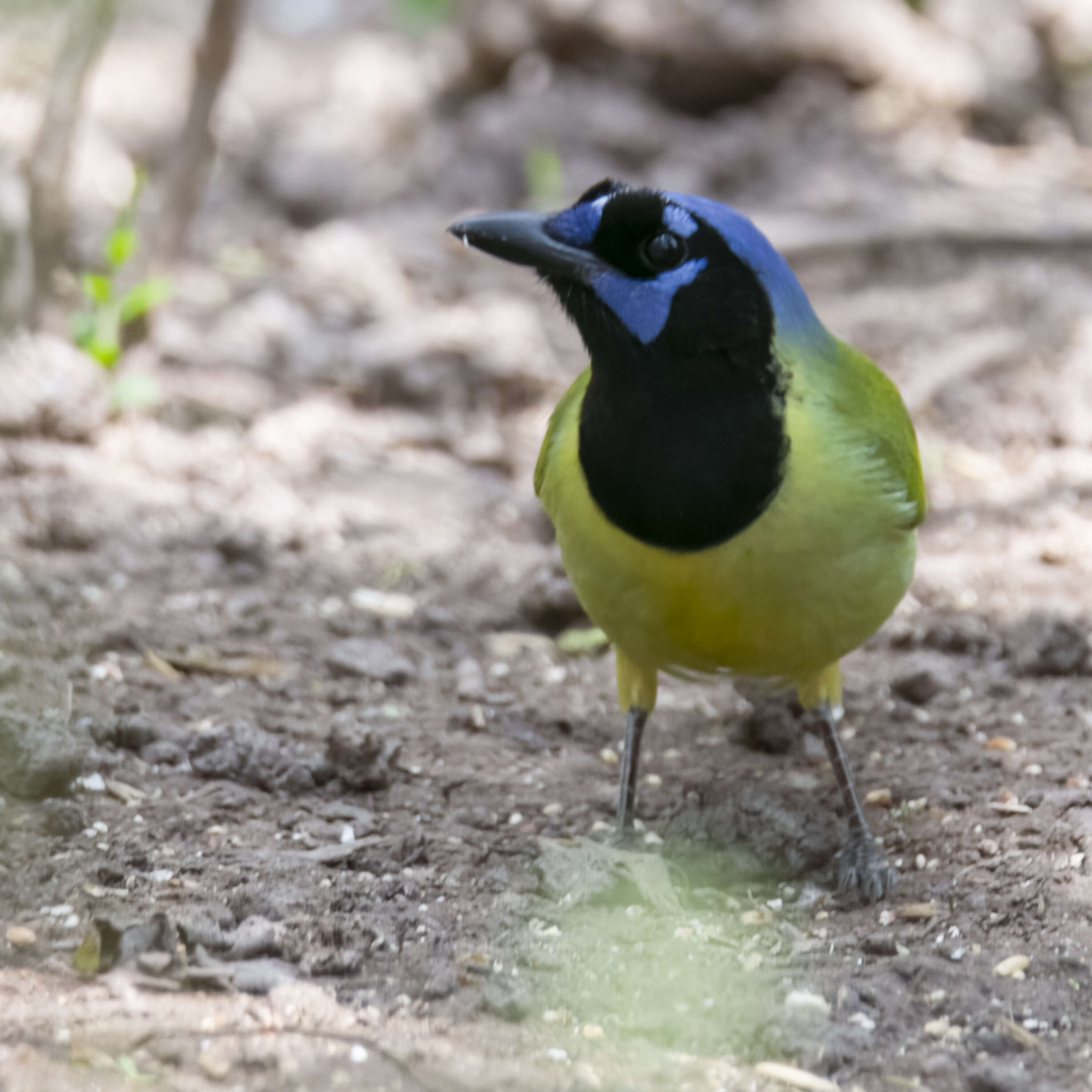 Image of Green Jay