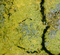 Image of Sulphur dust lichen