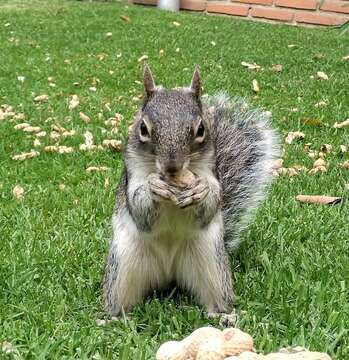 Image of Peters's squirrel