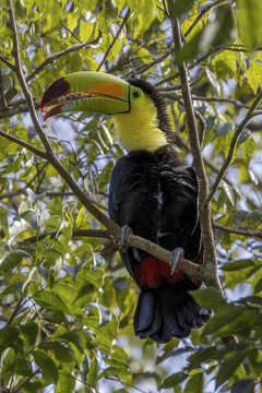 Image of Keel-billed Toucan