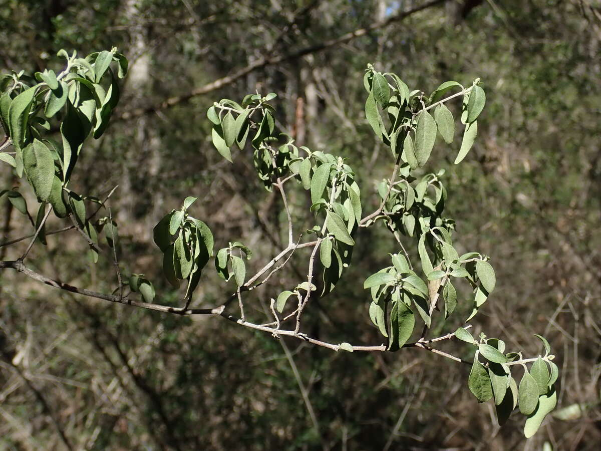 Image of Singleton mint bush