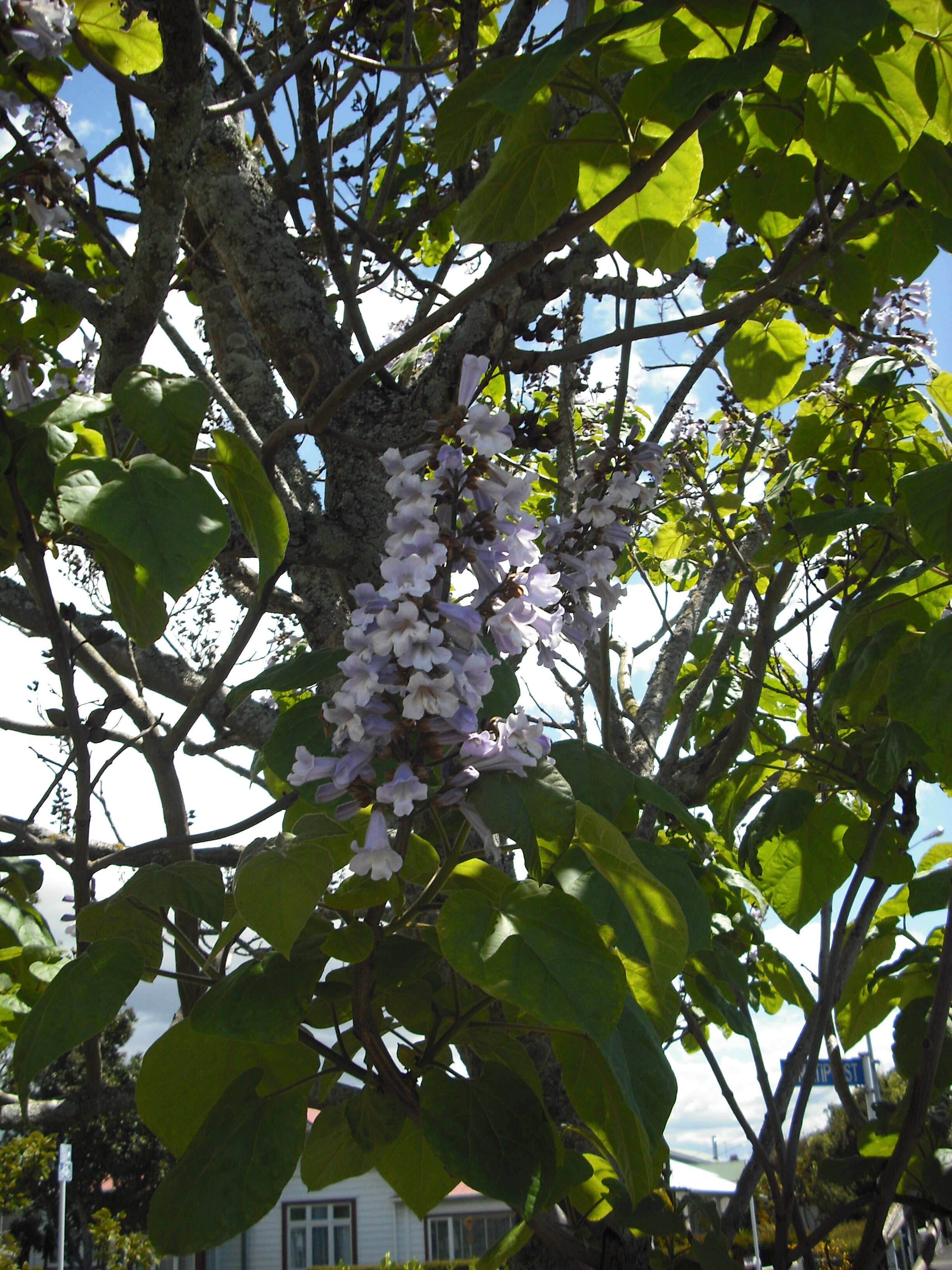 Image of Paulownia elongata S. Y. Hu