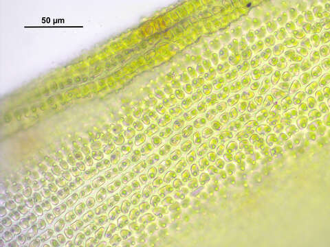 Image de Orthotrichum striatum Hedwig 1801