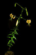 Image of Henry's lily