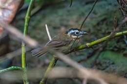 Image of Rufous-throated Fulvetta