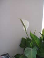 Image of peace lily