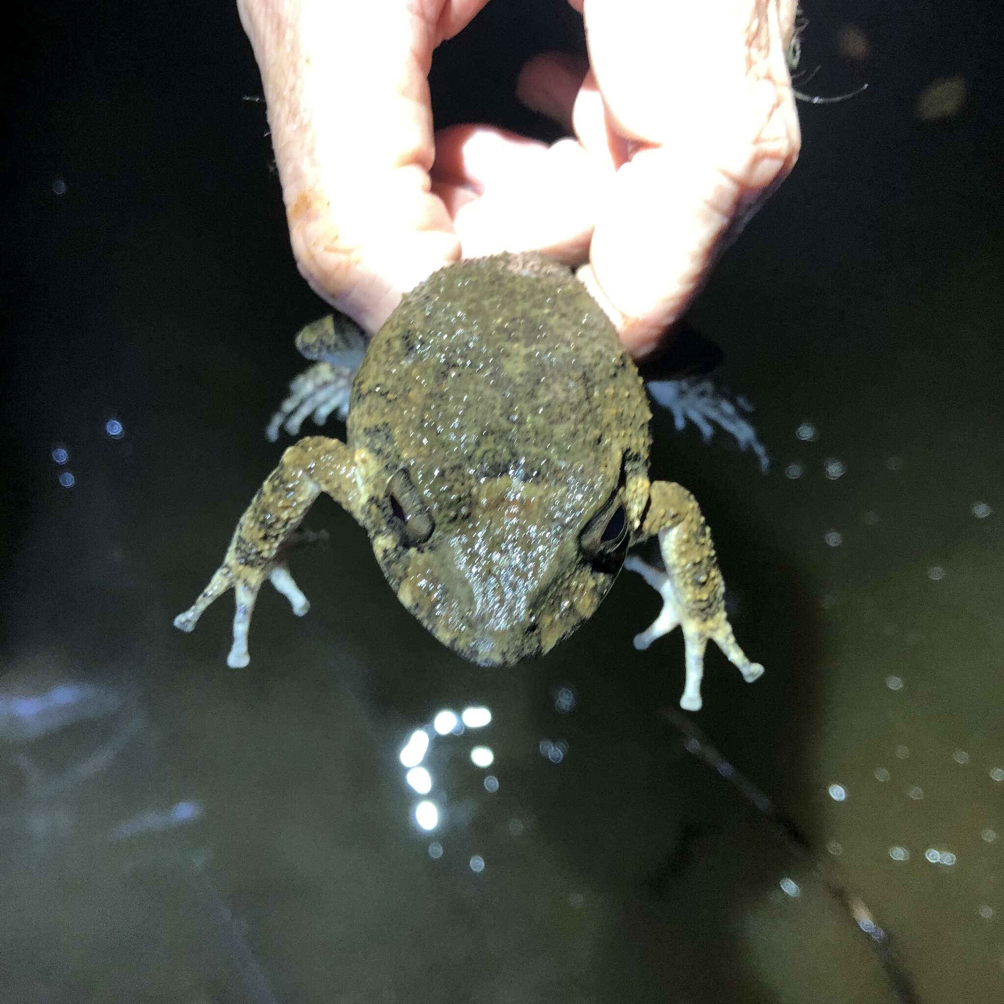 Image of Golfito Robber Frog