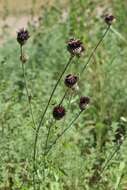 Image of Centaurea atropurpurea Olivier