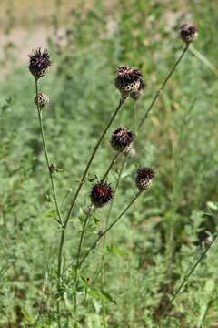 Image of Centaurea atropurpurea Olivier