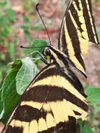 Sivun Papilio pilumnus Boisduval 1836 kuva