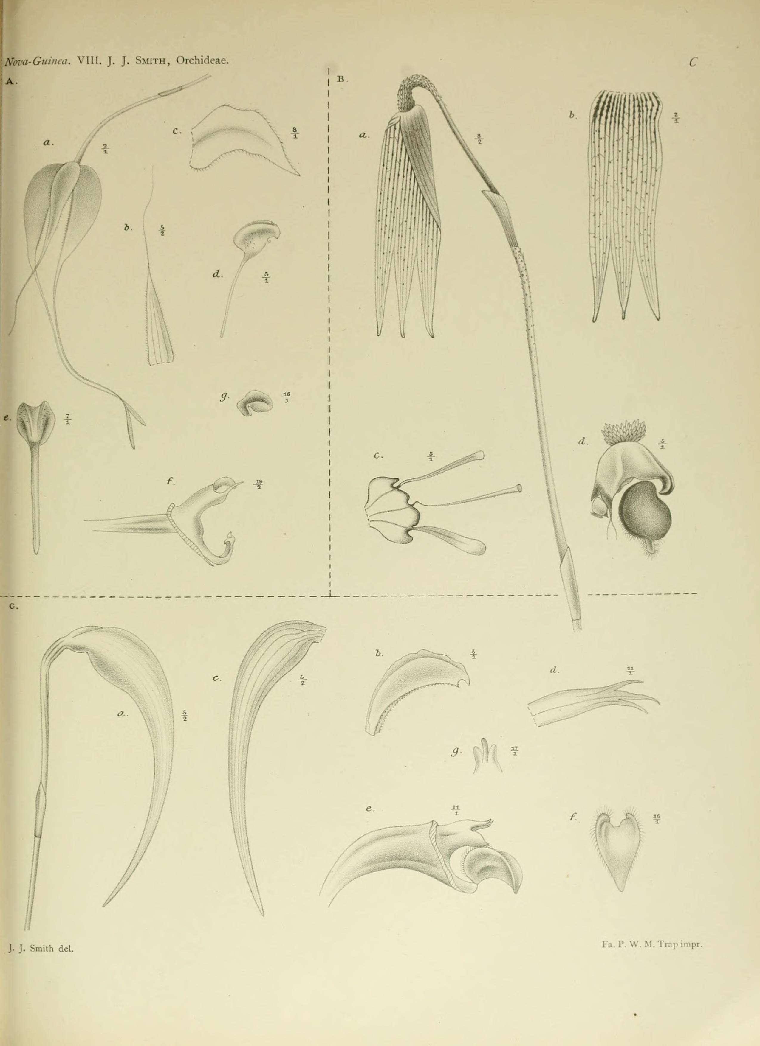 Image of Bulbophyllum nasica Schltr.