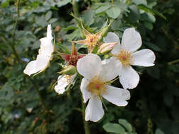 Image of Rosa beggeriana Schrenk