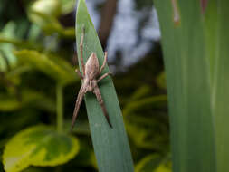 Image of Nursery-web spider