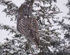 Image of Great Gray Owl