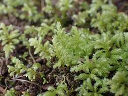 Image of leucolepis umbrella moss