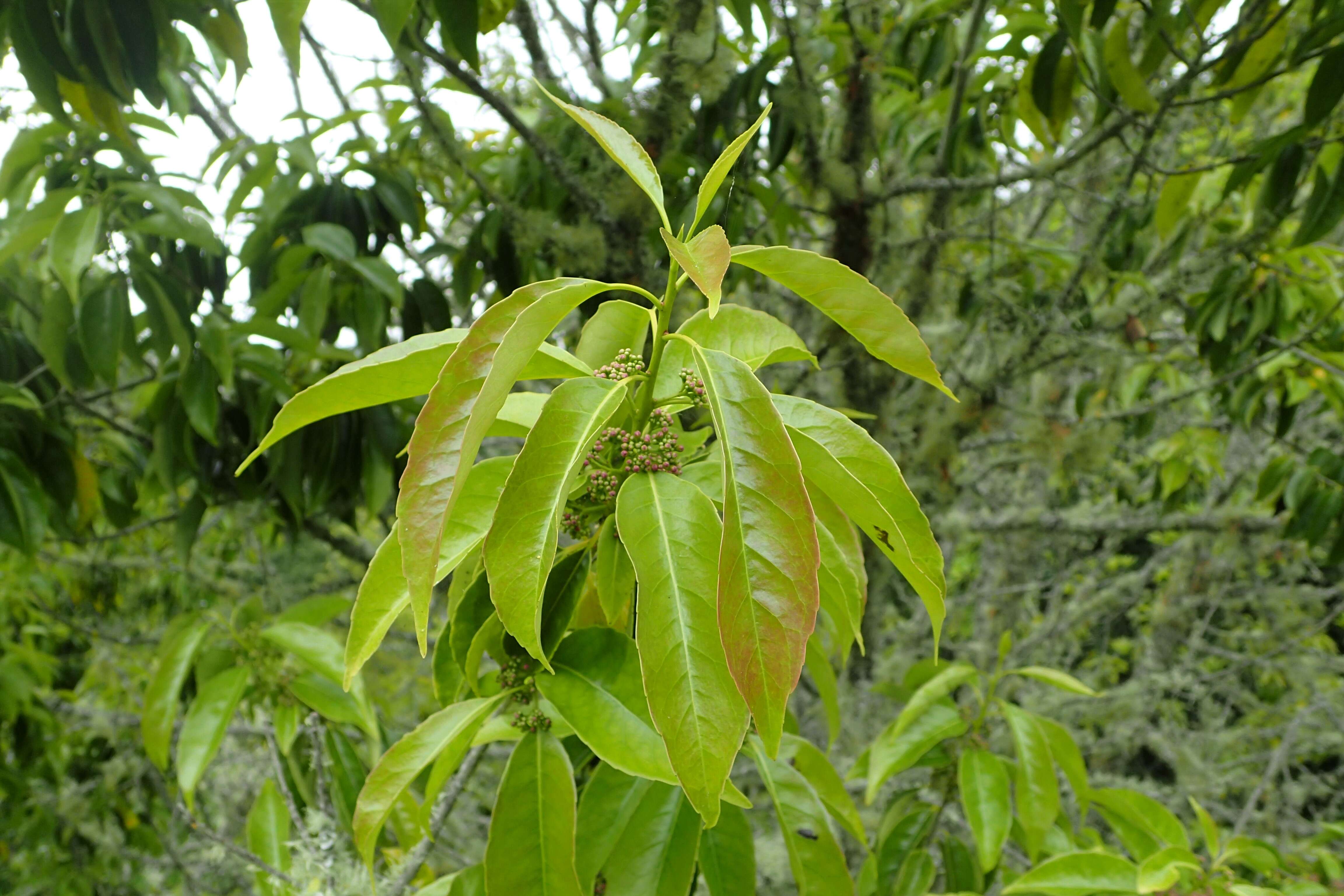 Plancia ëd Ilex chinensis Sims