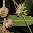 Image of Eucalyptus bensonii L. A. S. Johnson & K. D. Hill