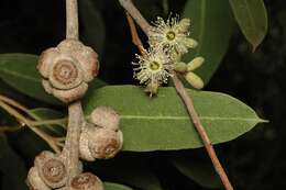 Image of Eucalyptus bensonii L. A. S. Johnson & K. D. Hill