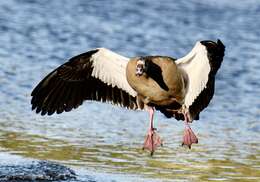 Image of Egyptian Goose