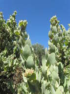 Слика од Arctostaphylos auriculata Eastw.