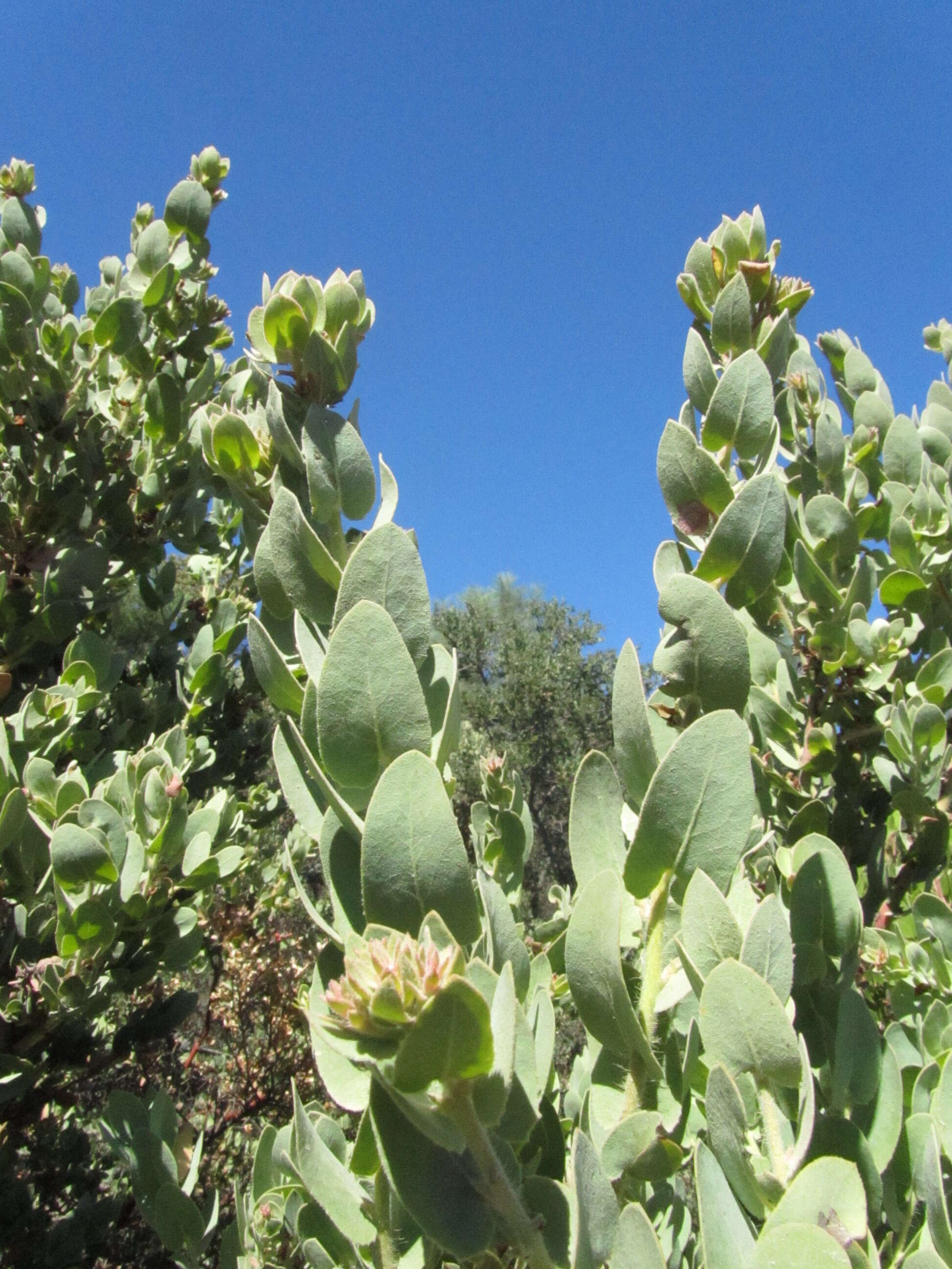 Слика од Arctostaphylos auriculata Eastw.