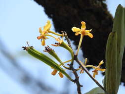 Image of Vanda testacea (Lindl.) Rchb. fil.