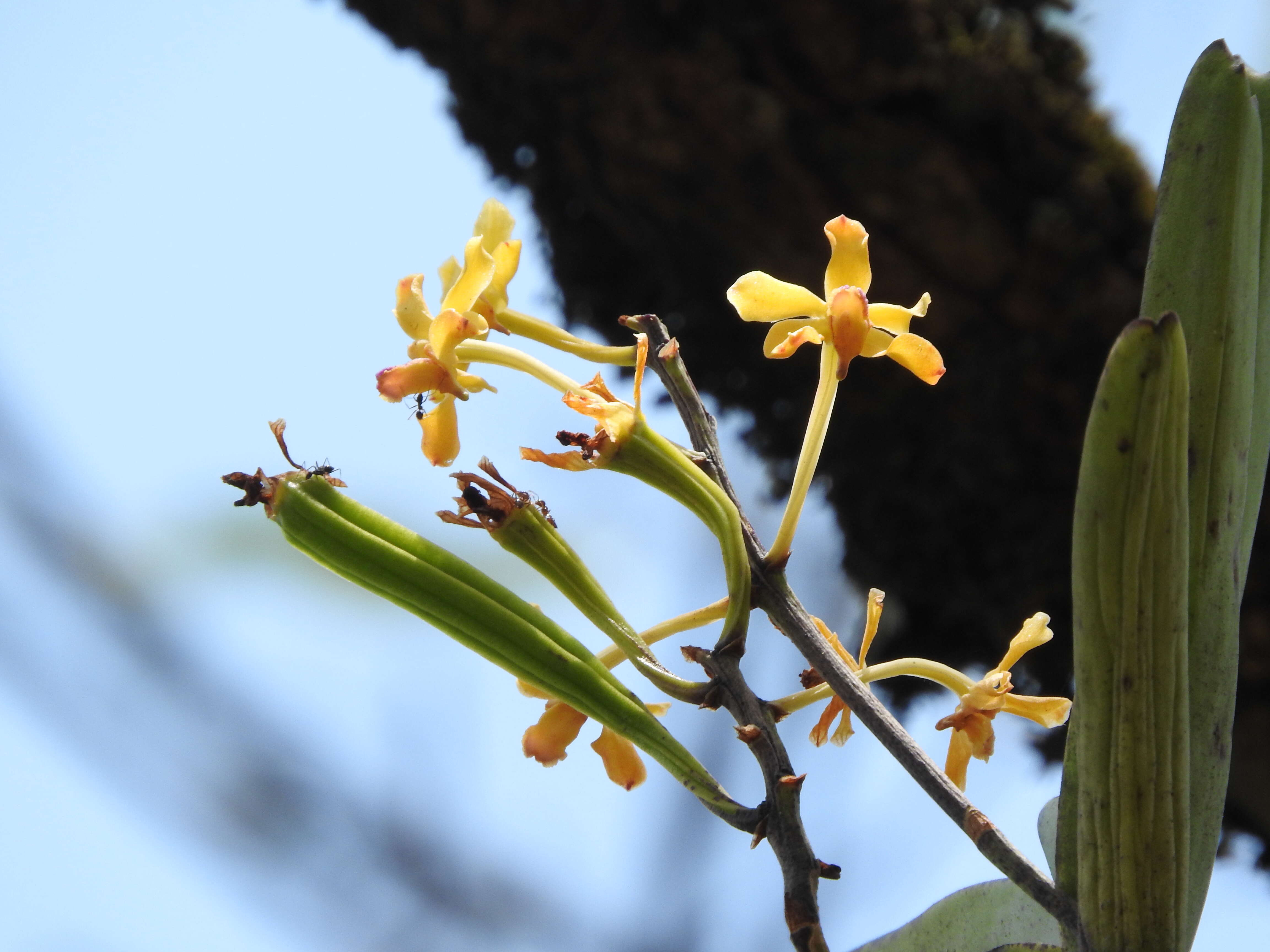 Image of Vanda testacea (Lindl.) Rchb. fil.