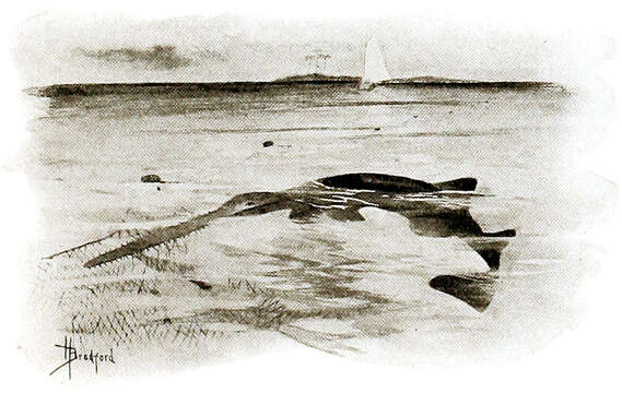 Image of Common sawfish