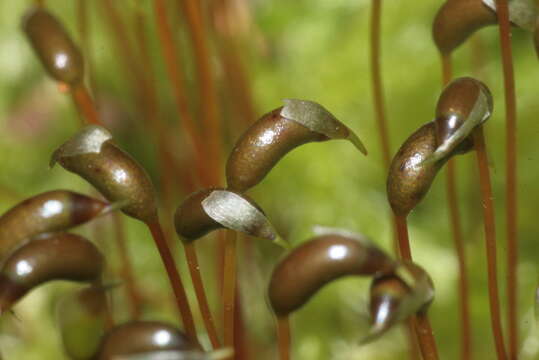 Image of brachythecium moss