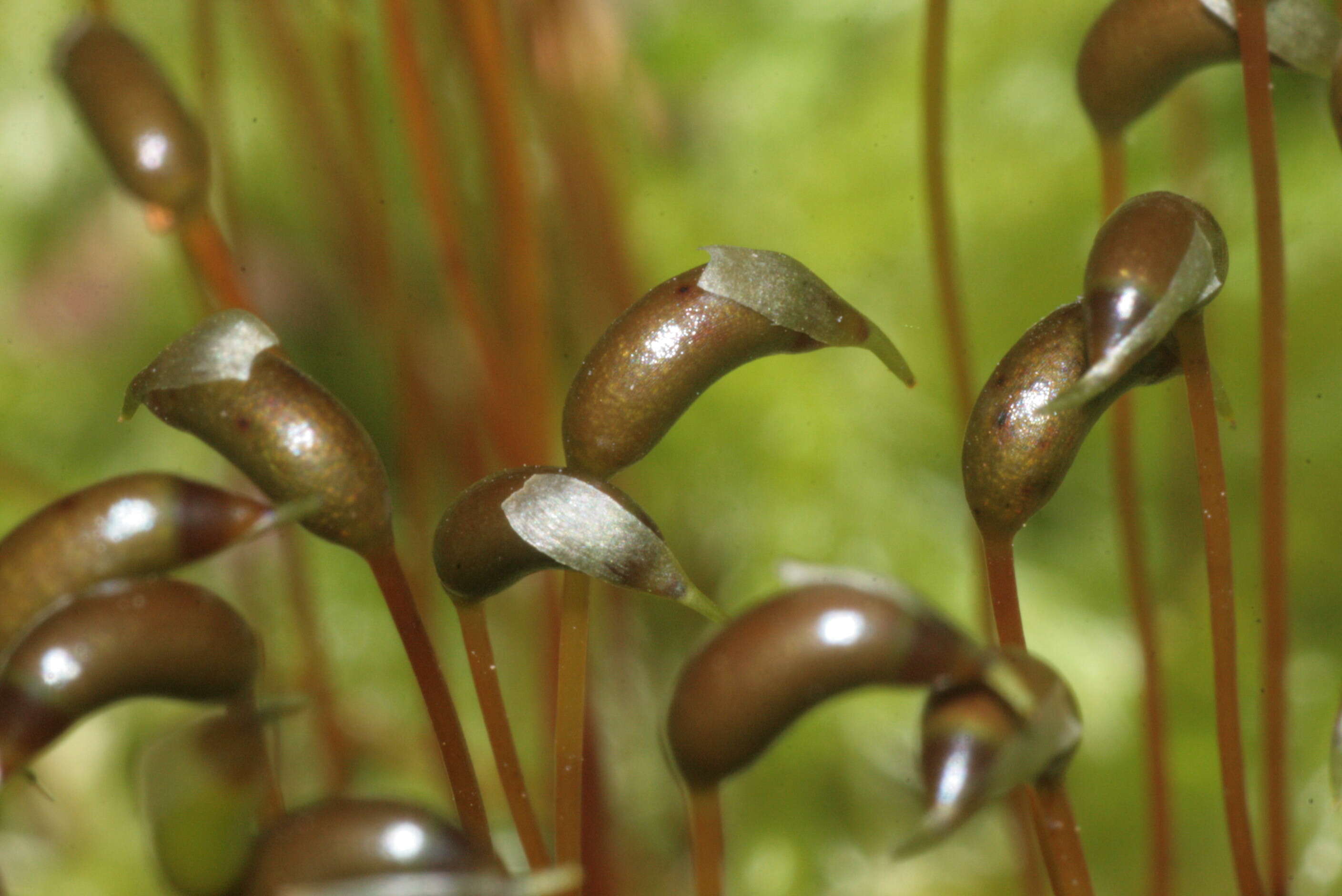 صورة Brachythecium salebrosum W. P. Schimper ex B. S. G. 1853