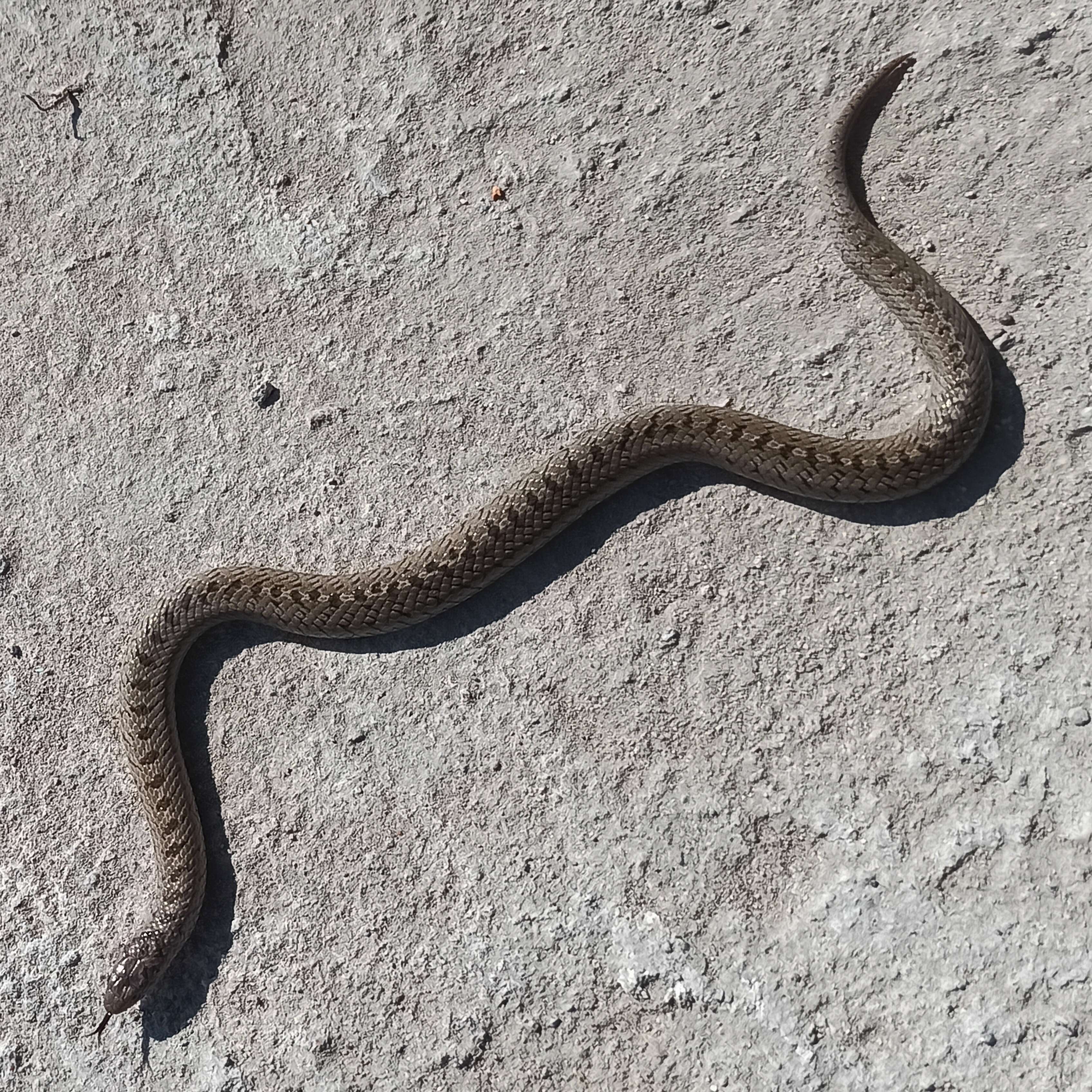 Image of Largenose Earth Snake