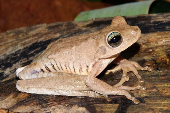 Image of Chirique-Flusse Treefrog