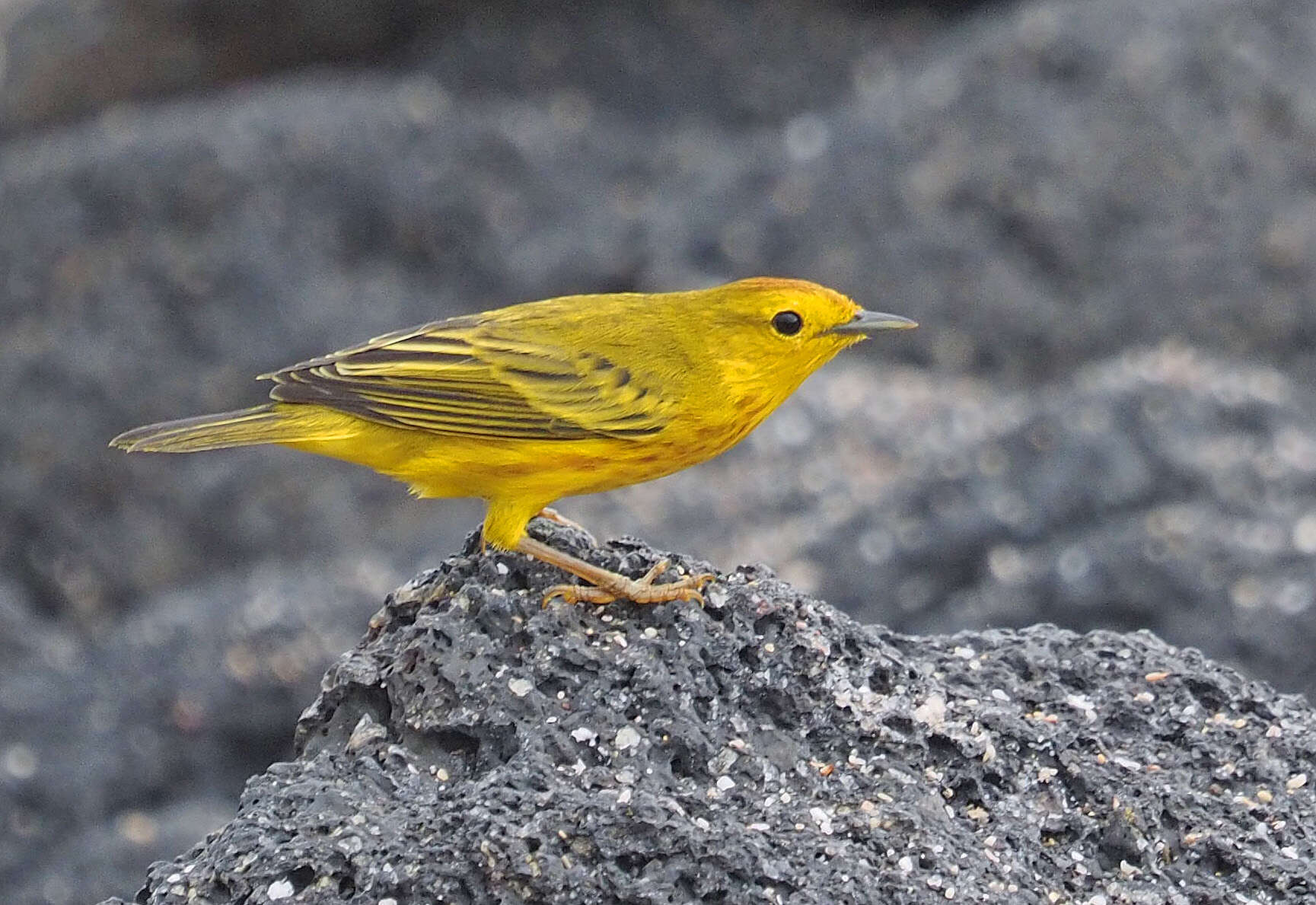 Image of Mangrove Warbler