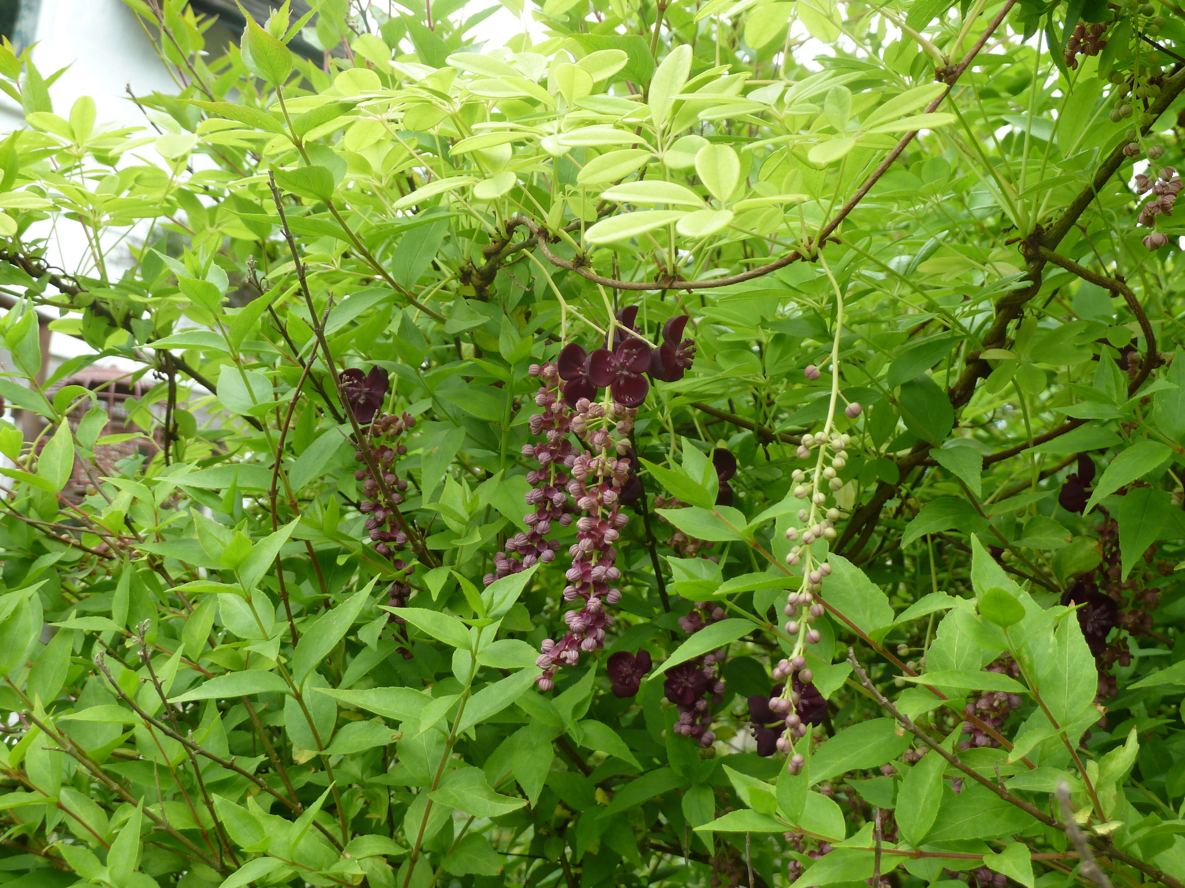 Image de Akebia longiracemosa