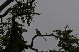 Image of Scissor-tailed Flycatcher