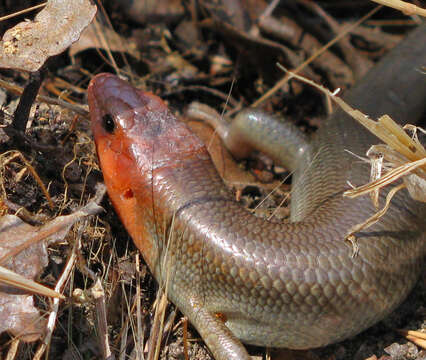 Image of Gilbert's Skink