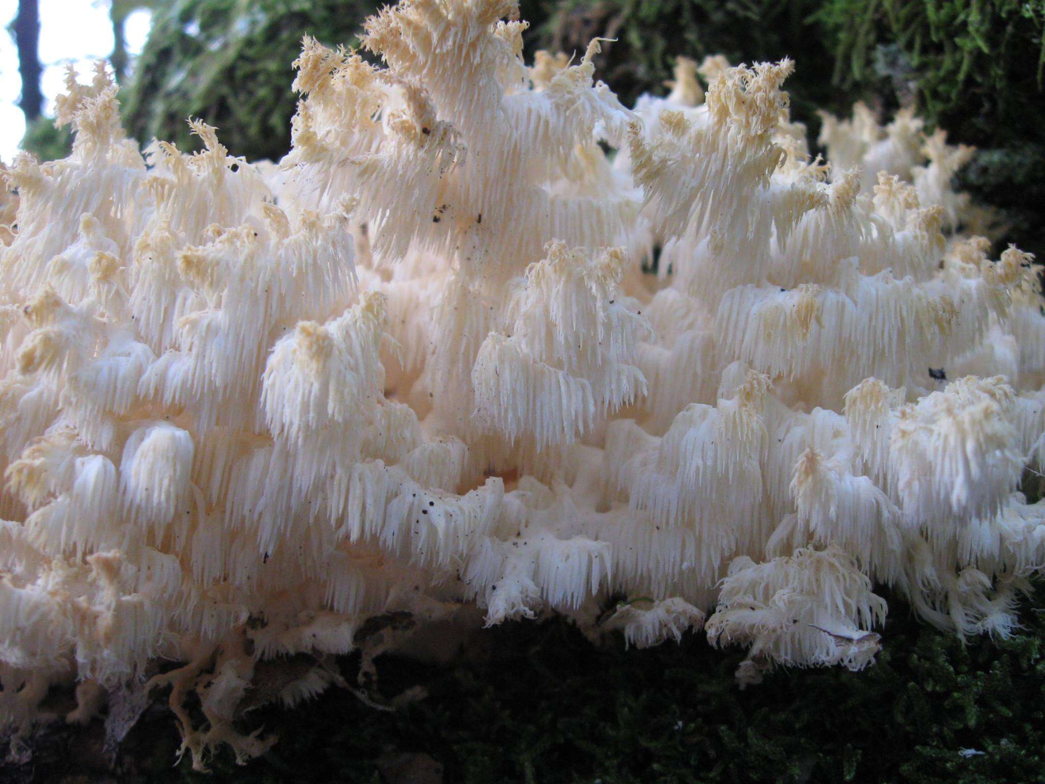 Image of Hericium clathroides (Pall.) Pers. 1797