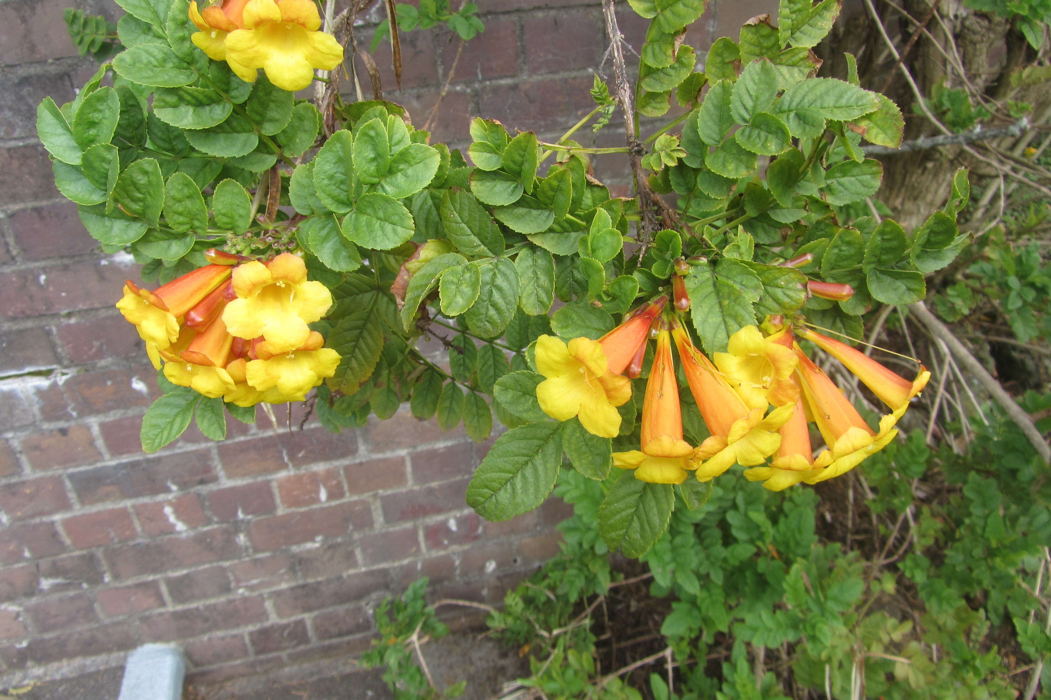 Image of Yellow bells