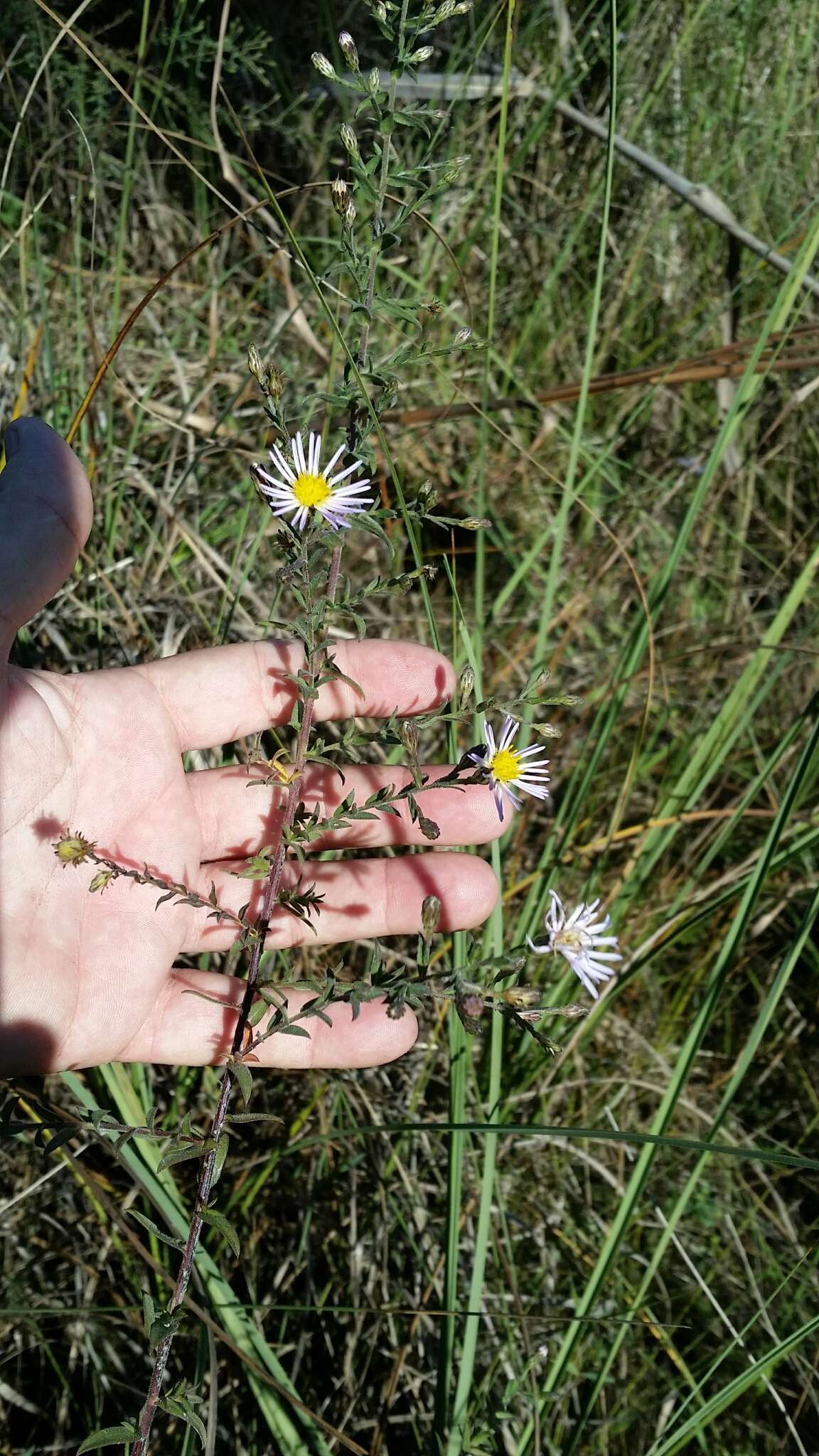 Sivun Symphyotrichum fontinale (Alexander) G. L. Nesom kuva