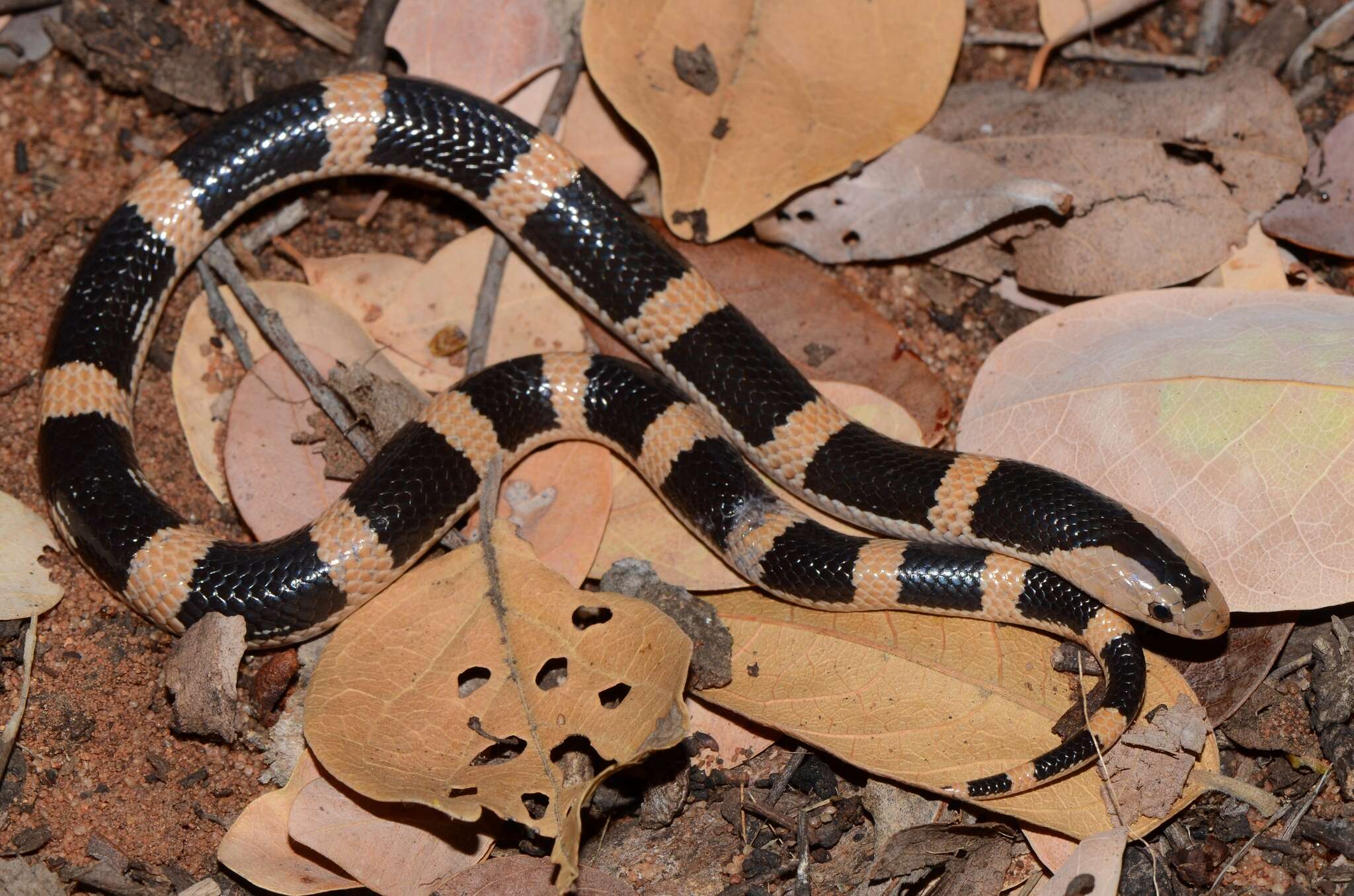 Image of Sundevall's garter snake