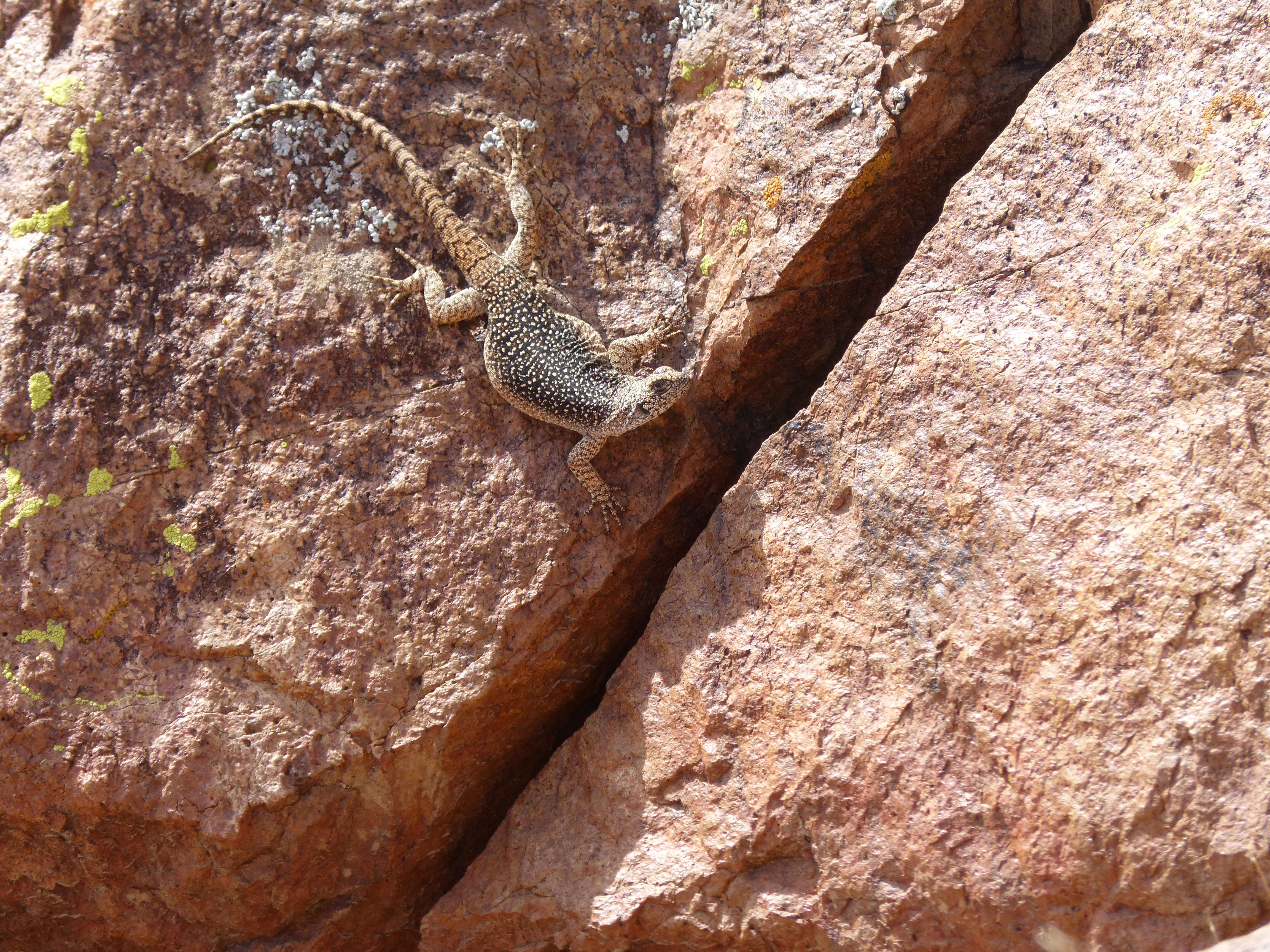 Image of Mountain lizards