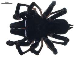 Image of Black purseweb spider