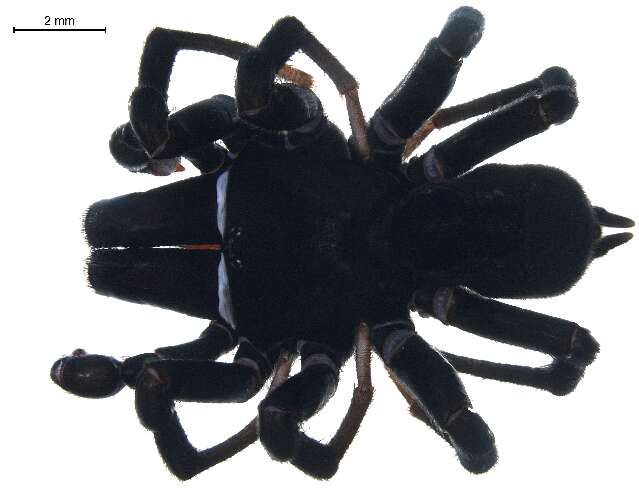 Image of Black purseweb spider