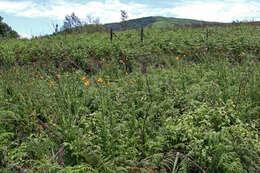 Image of Orange poppy